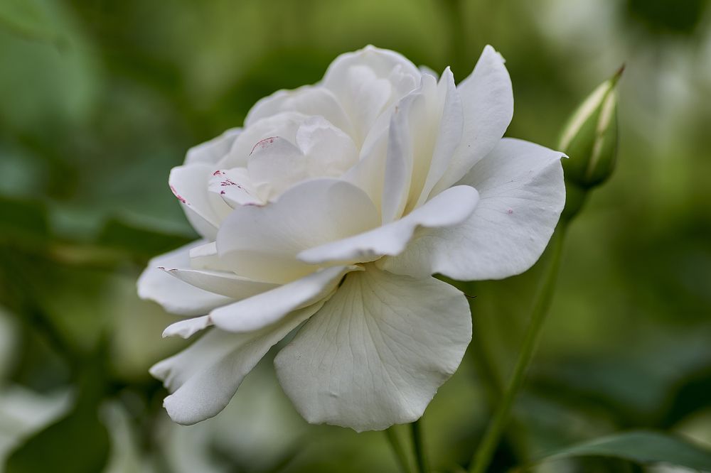 Photograph by Устинов Андрей