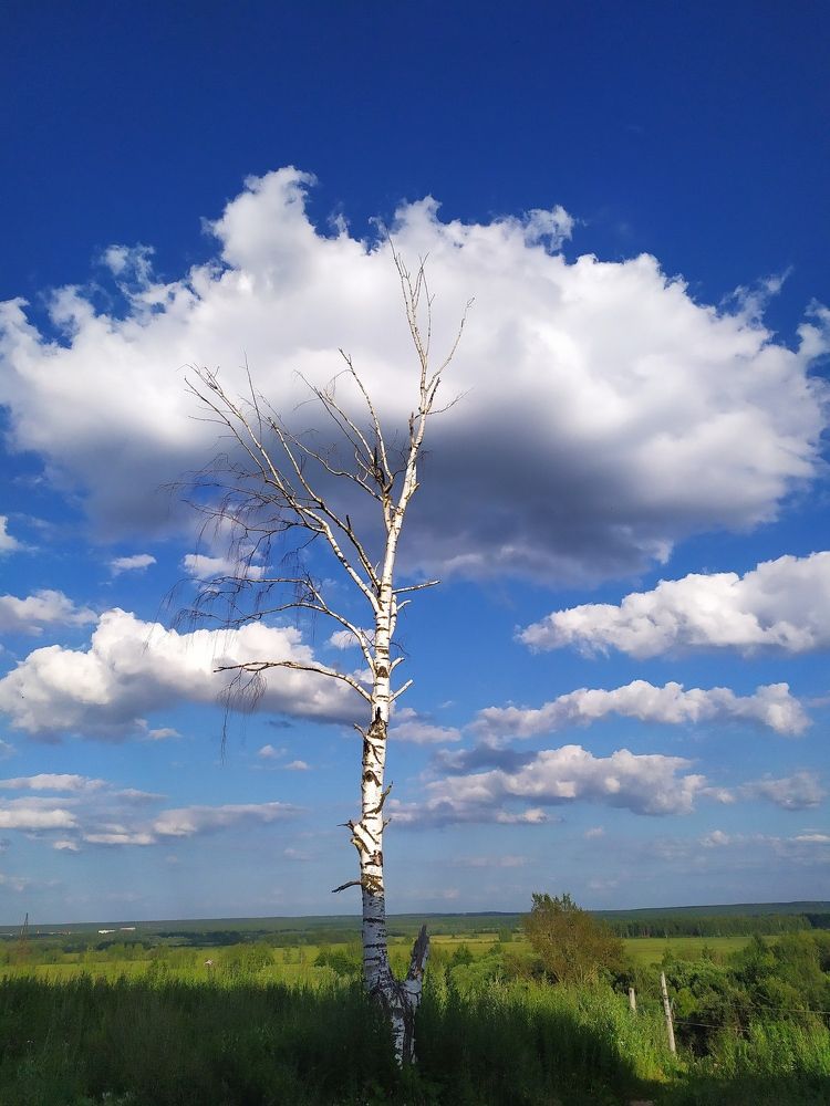 Белая крона