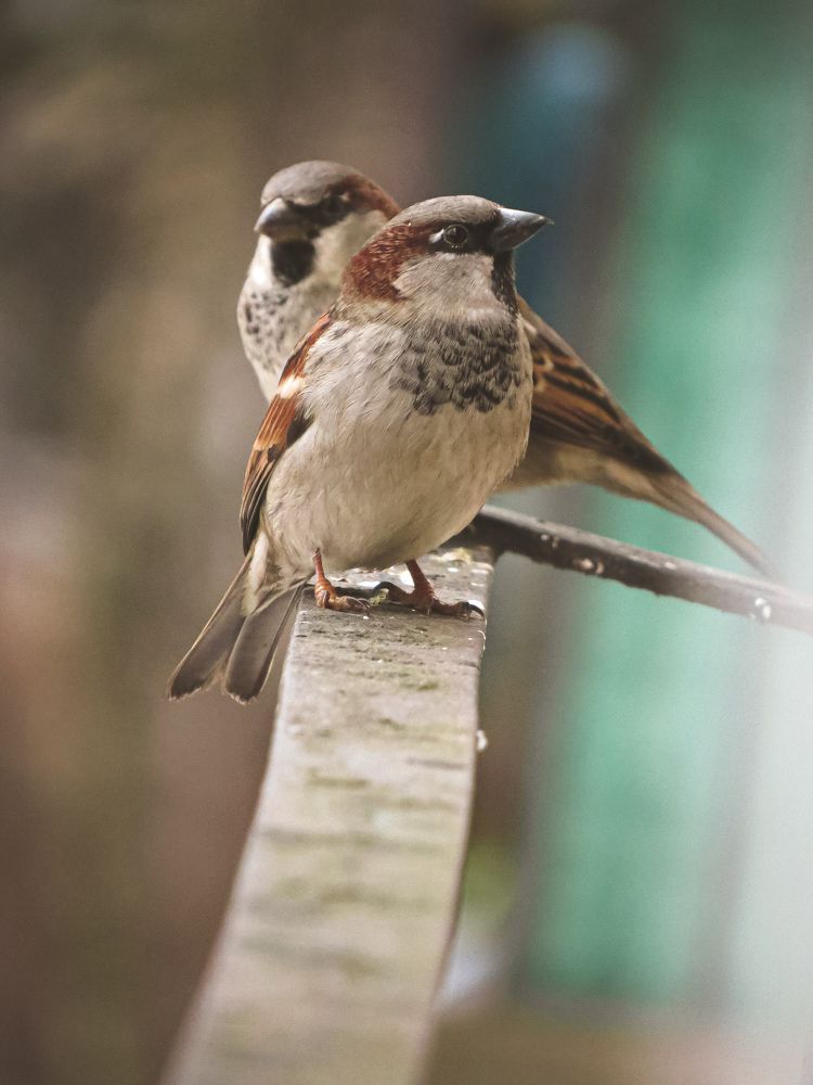Фотография автора Марина Алексеевская