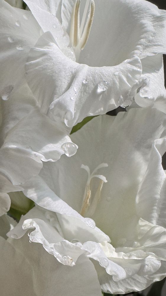 Photograph by Zinaida Sassarini