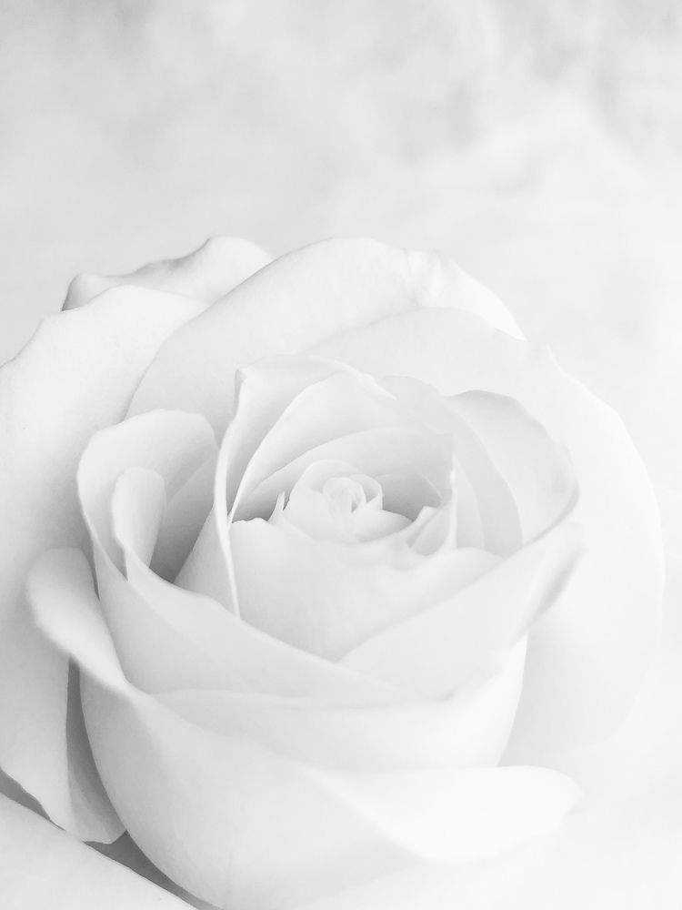 Photograph by Zinaida Sassarini