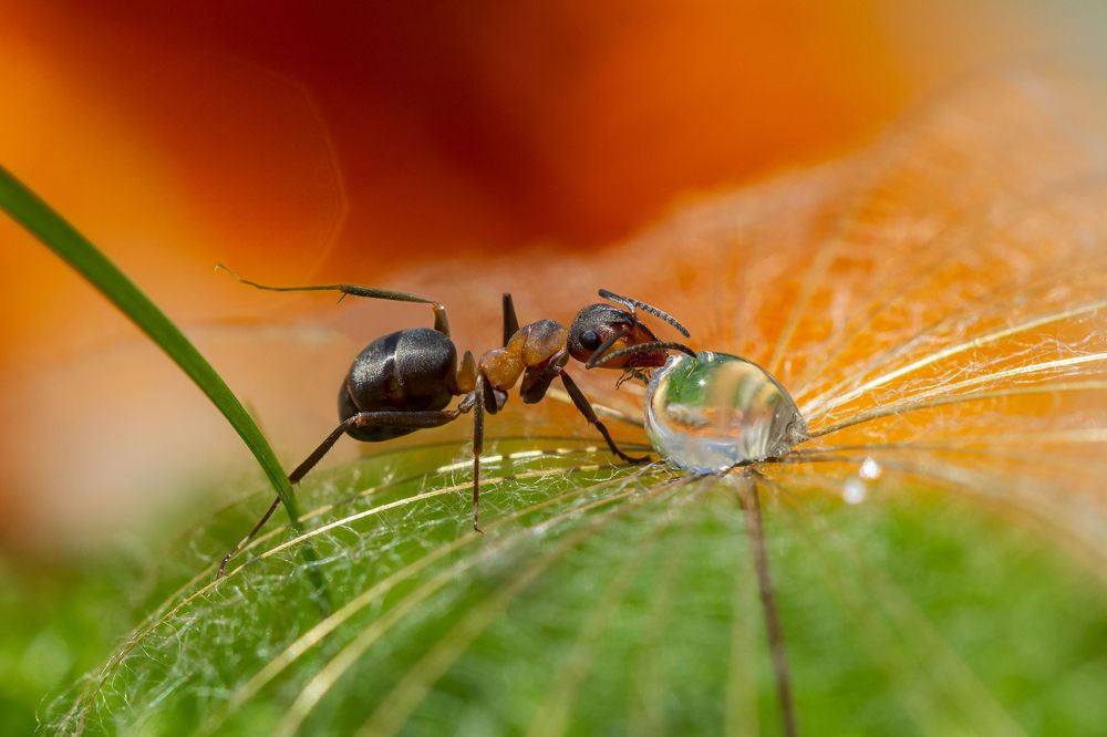 Кто сказал, что капля- это мало?