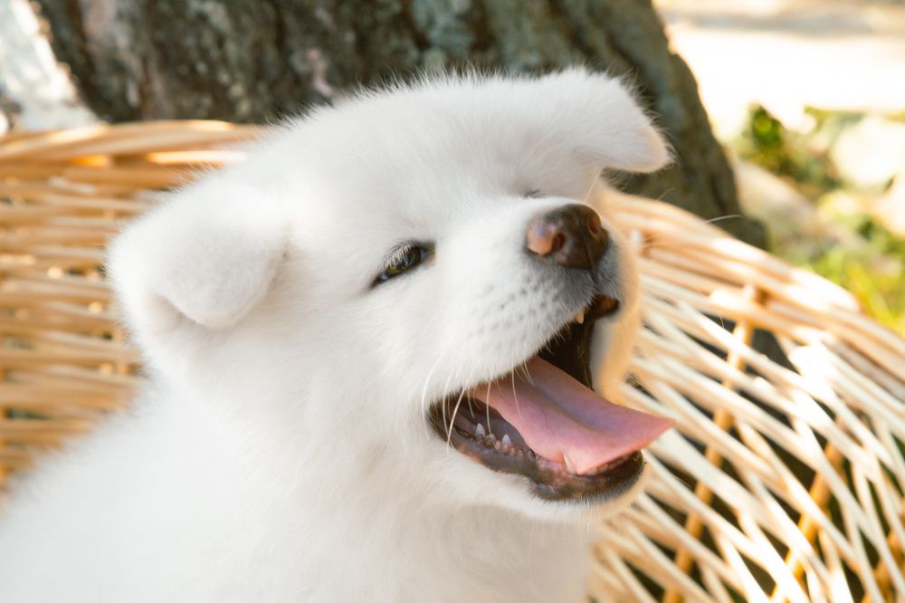 Photograph by Владимир Пилюков