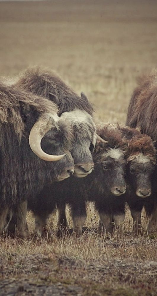 Фотография автора НАТАЛЬЯ СЕВЕР