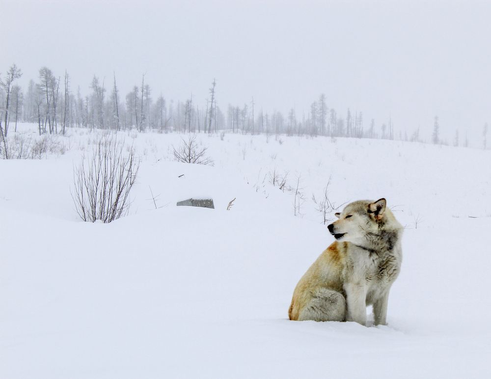 Photograph by Михаил Мархинин