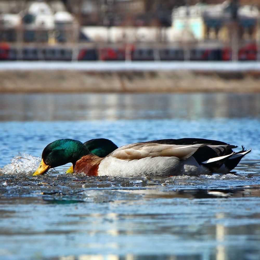 Photograph by Владимир Сушкин