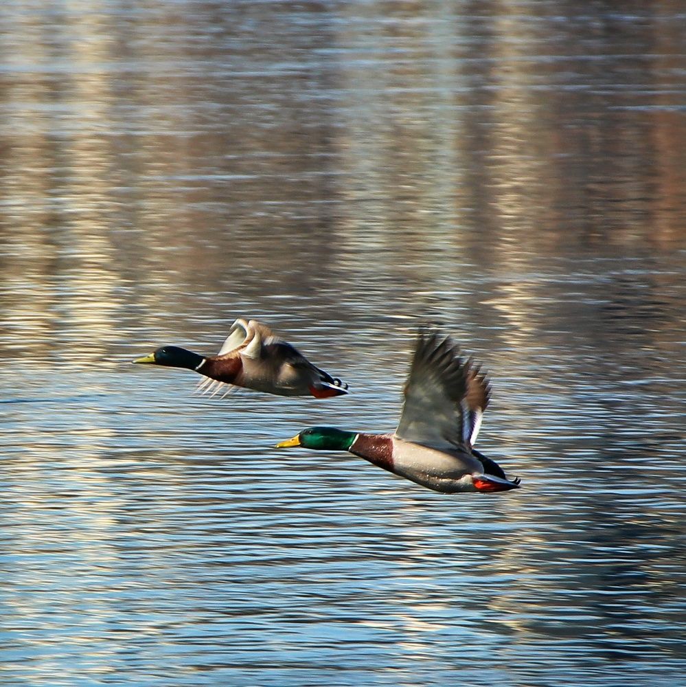 Photograph by Владимир Сушкин