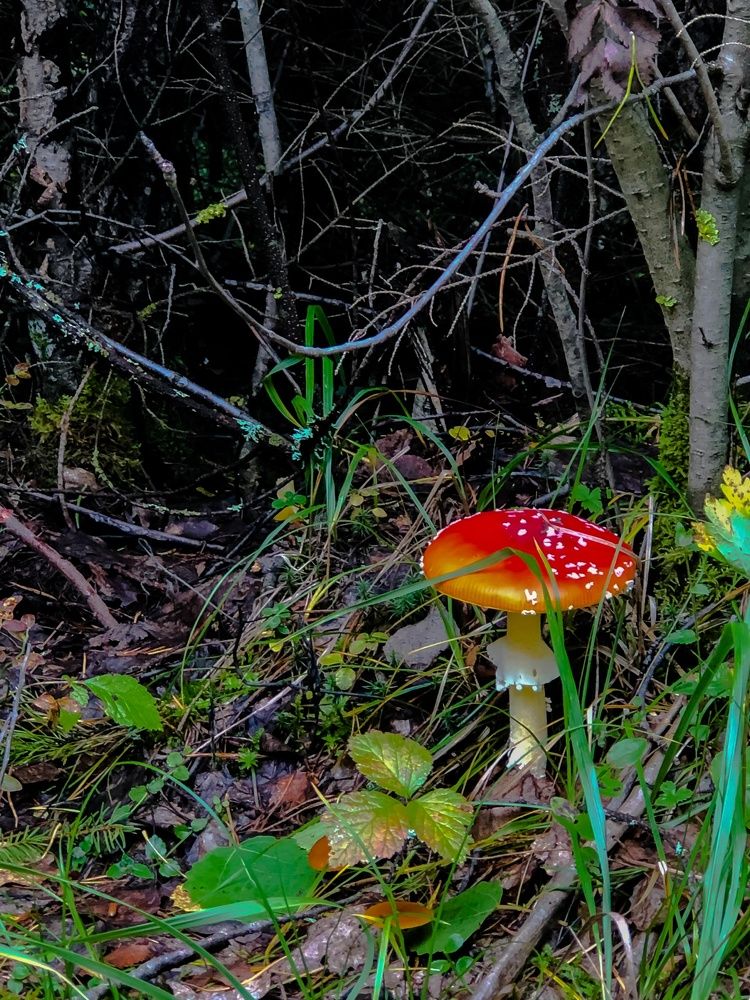 Photograph by Алена Алалыкина