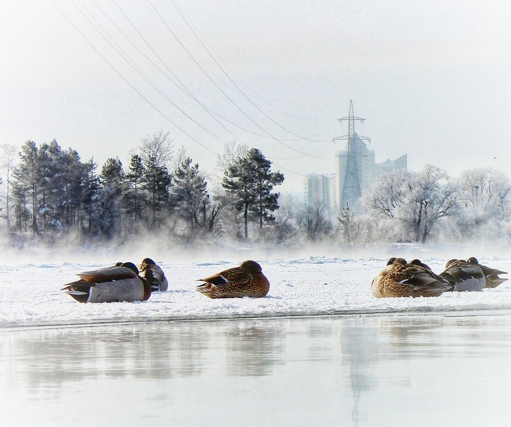 Photograph by Владимир Сушкин
