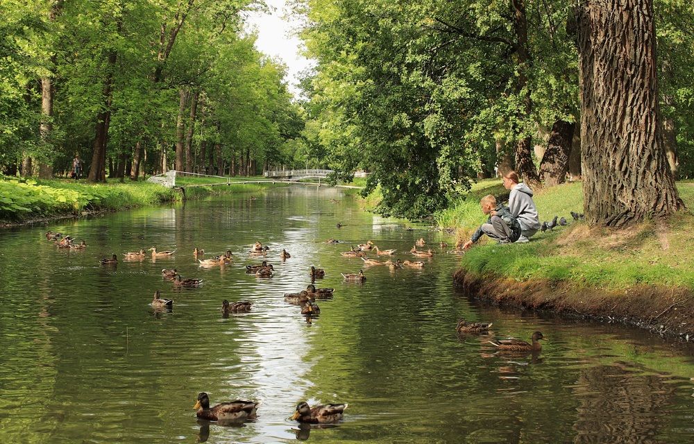 Утиные радости