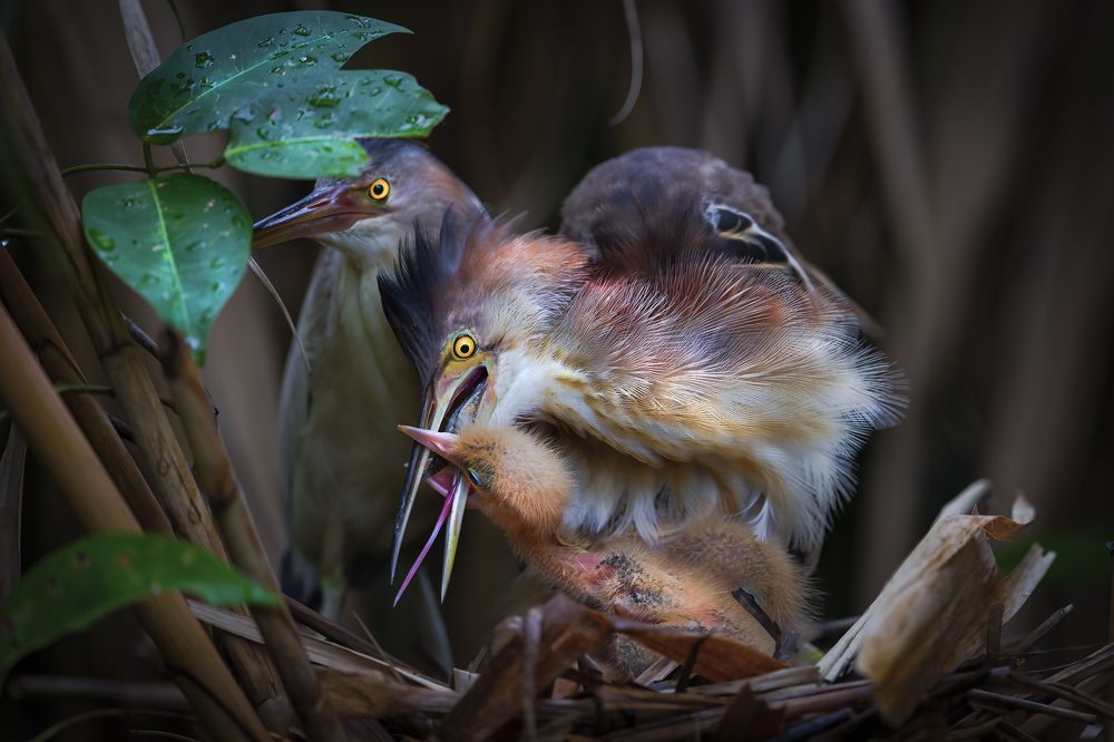 Photograph by Rin Võ