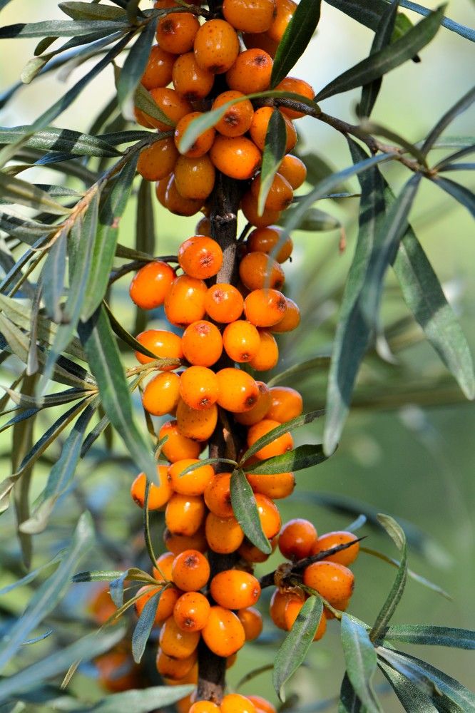 Photograph by Анатолий Каминский