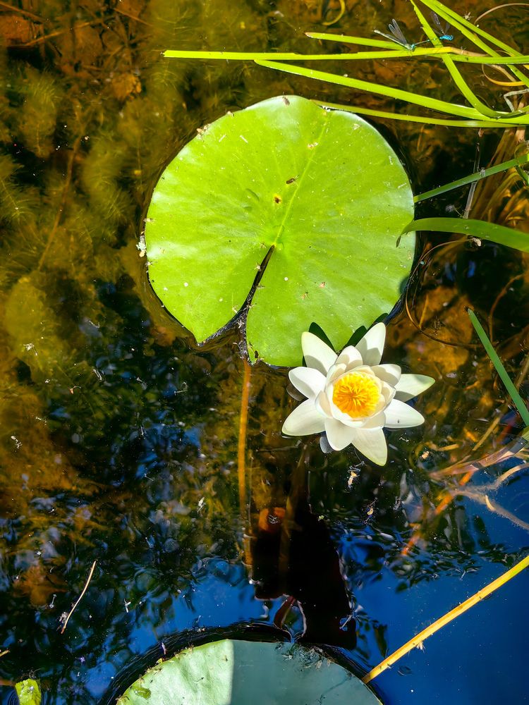 Photograph by Игорь Сапронов