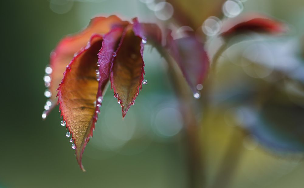 Photograph by Зеленько Дмитрий