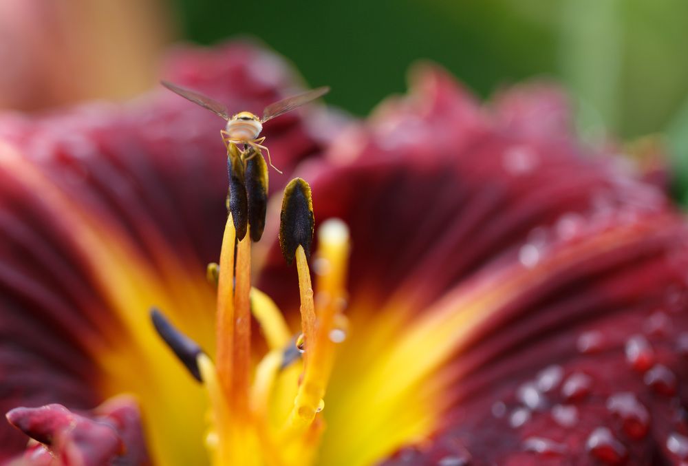 Photograph by Зеленько Дмитрий