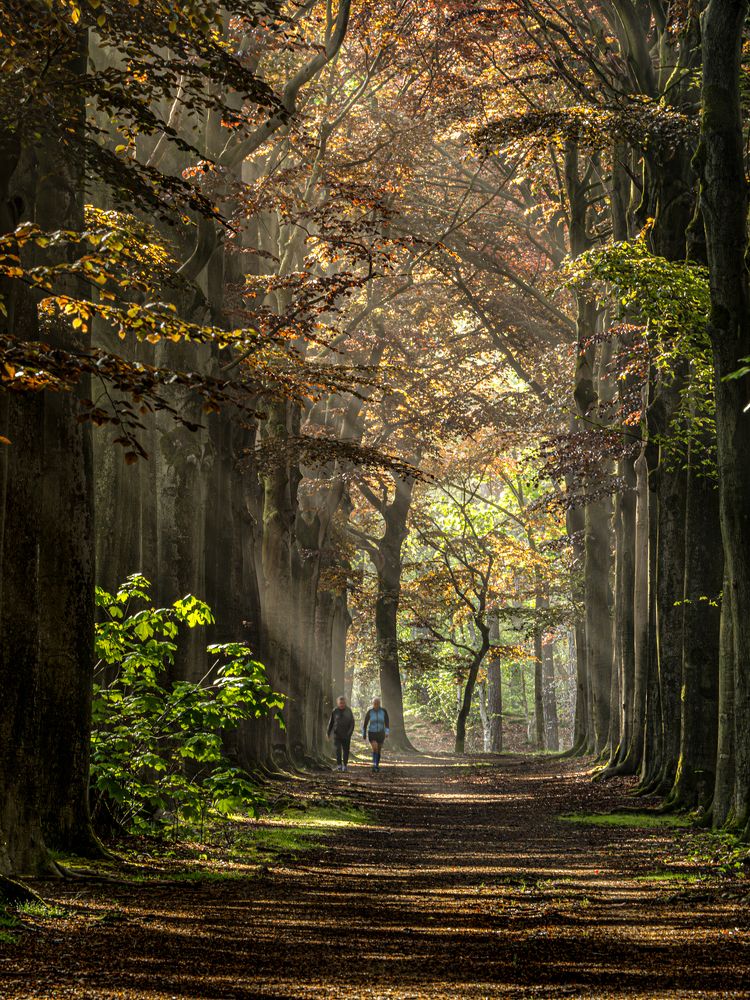 Photograph by Henk Goossens