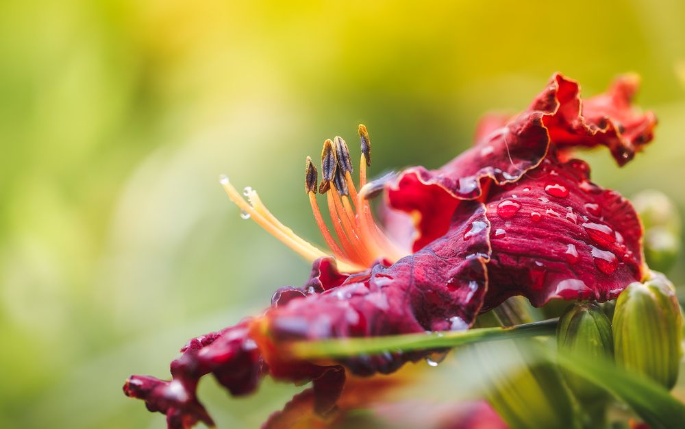 Photograph by Зеленько Дмитрий