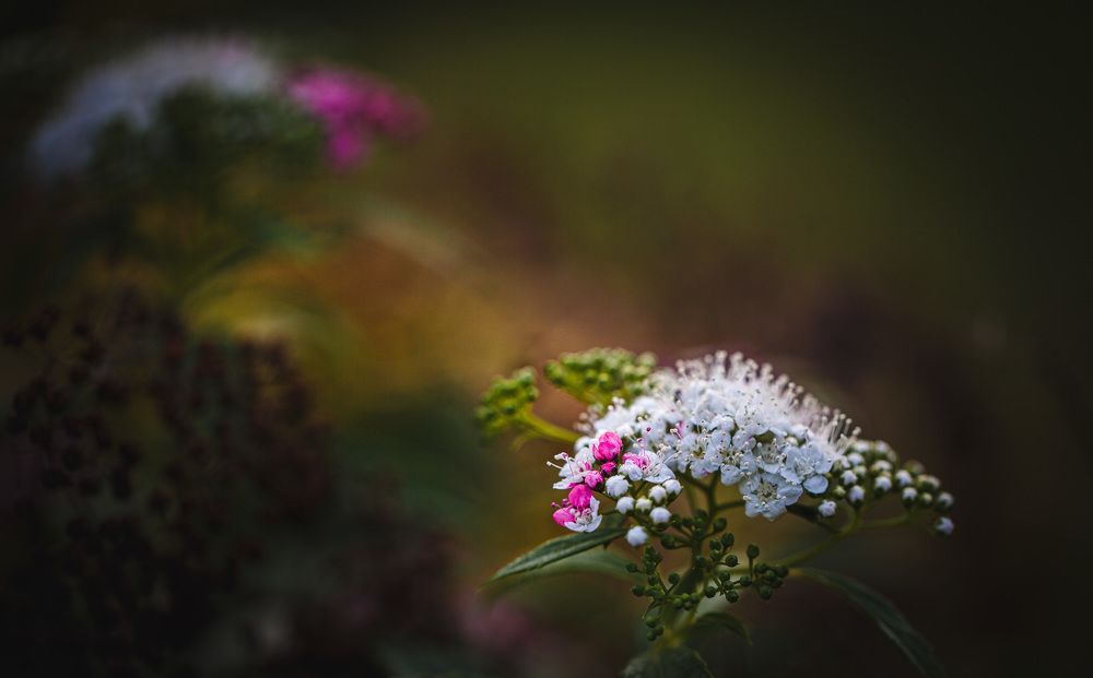 Photograph by Зеленько Дмитрий