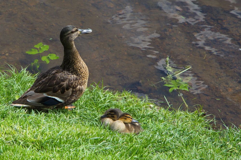 Photograph by Анатолий Протасов