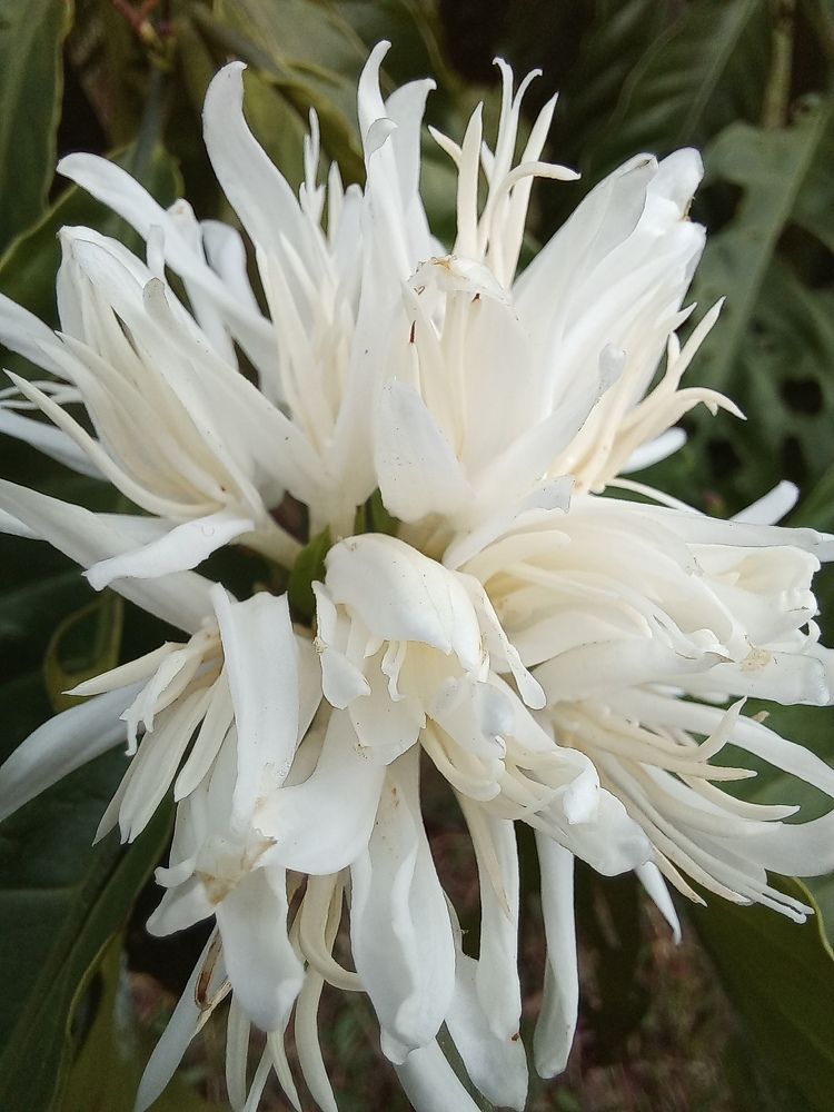 Photograph by Pujo Cahyono