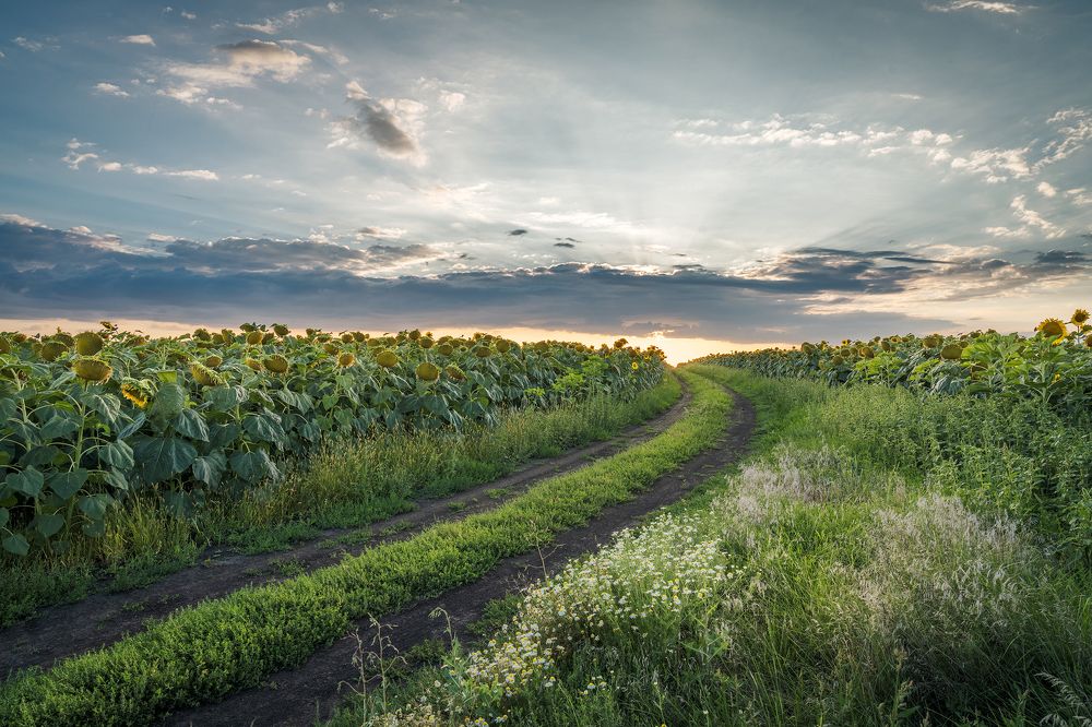 Дорога к солнцу