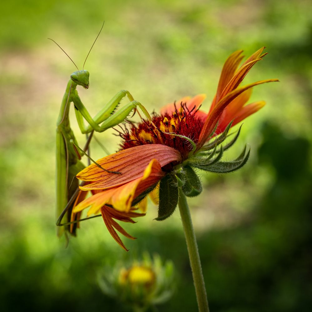 Южно-кавказский богомол