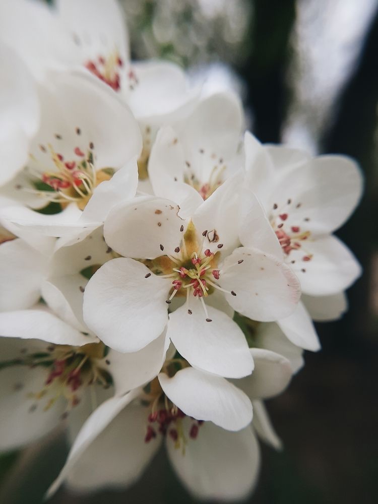 Фотография автора Виктория Мешкова