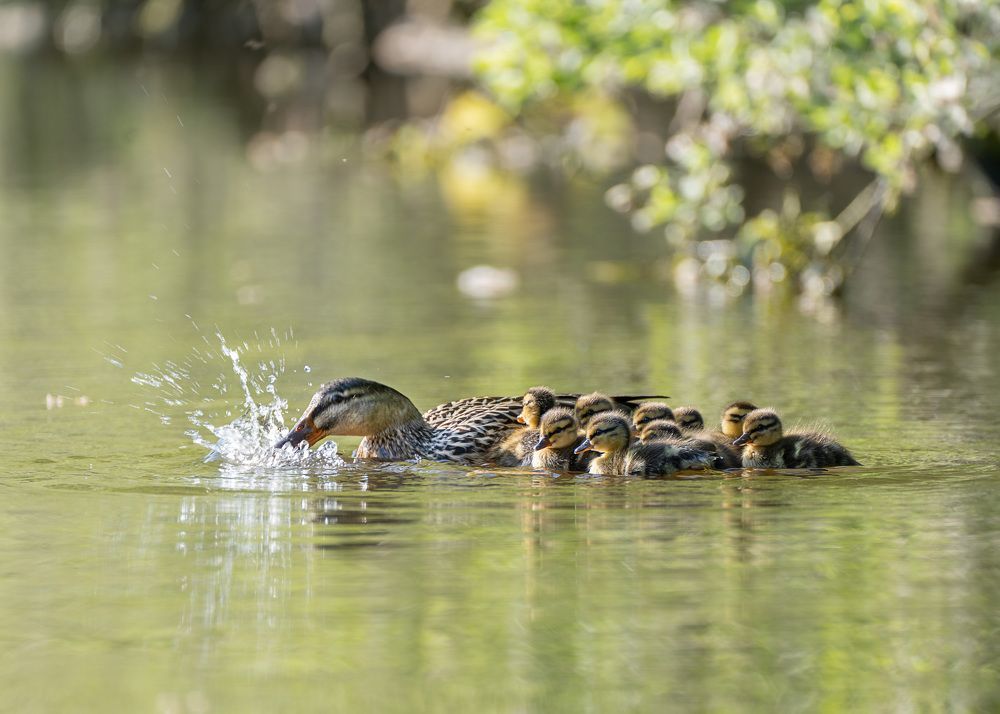 Photograph by LYUDMYLA POKRYSHEN