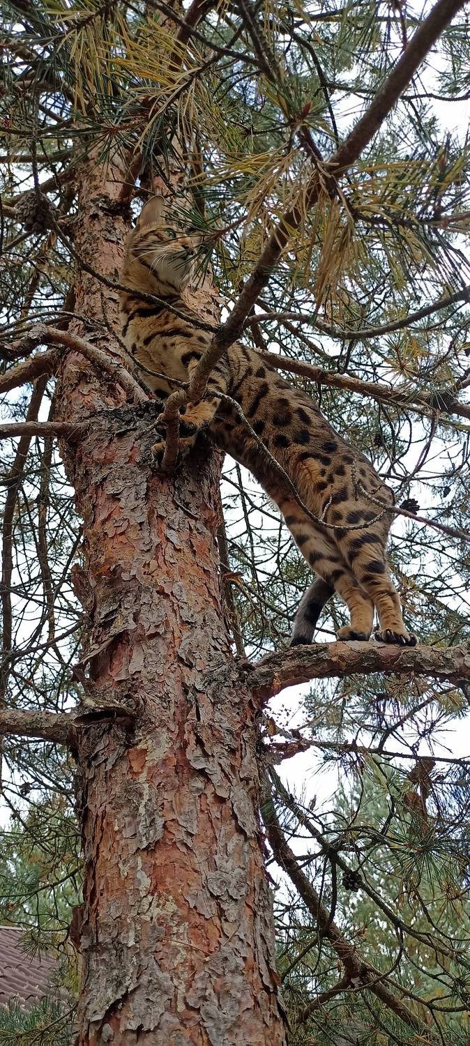 Камуфляж.