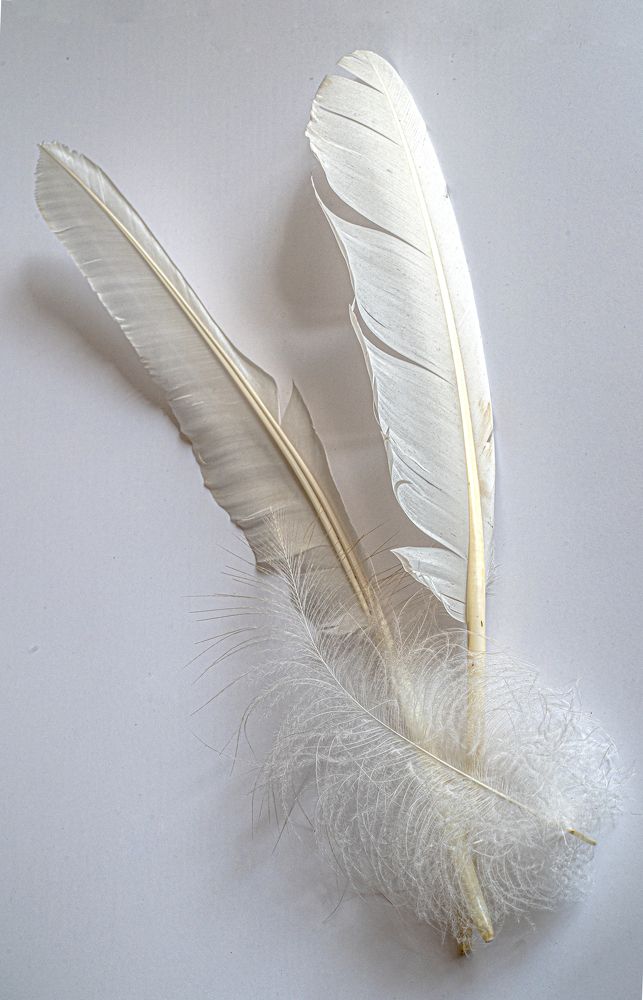 Photograph by Савчук Сергей