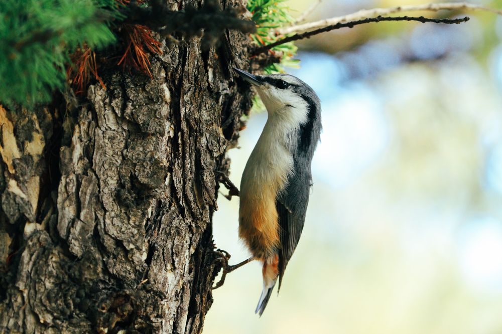 Photograph by Вася Кадочников
