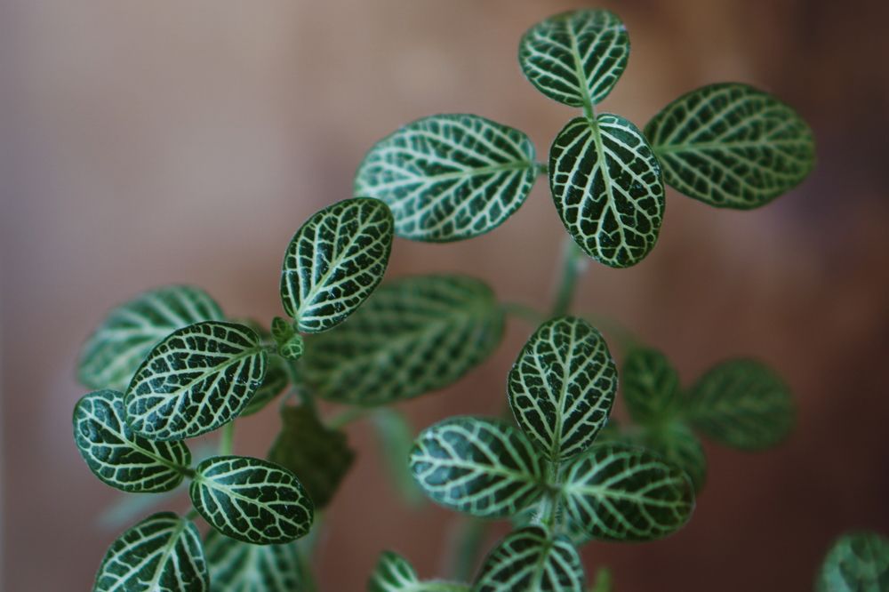 Photograph by Viktoria Vavilkina