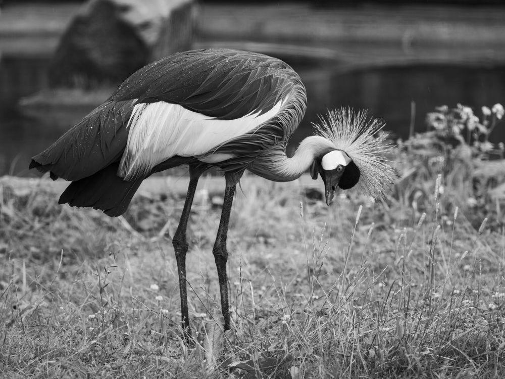 Photograph by Евгения Шулакова