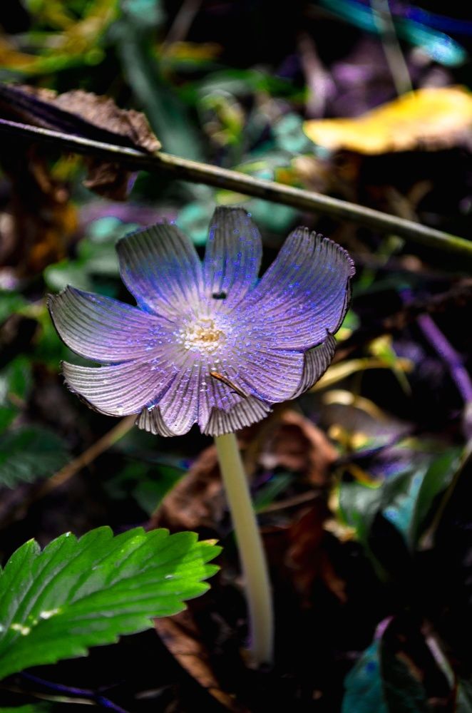 Шикарная Поганочка