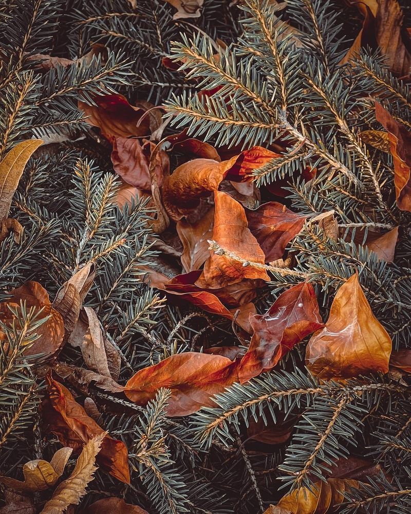 Photograph by Ольга Скиба