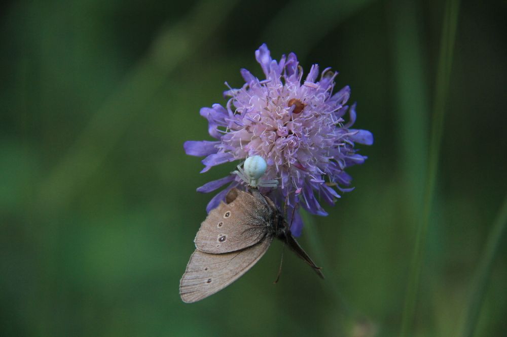 Фотография автора Анастасия Зверева