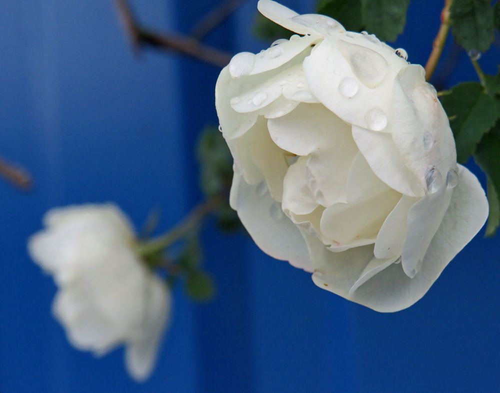 White rose in raindrops