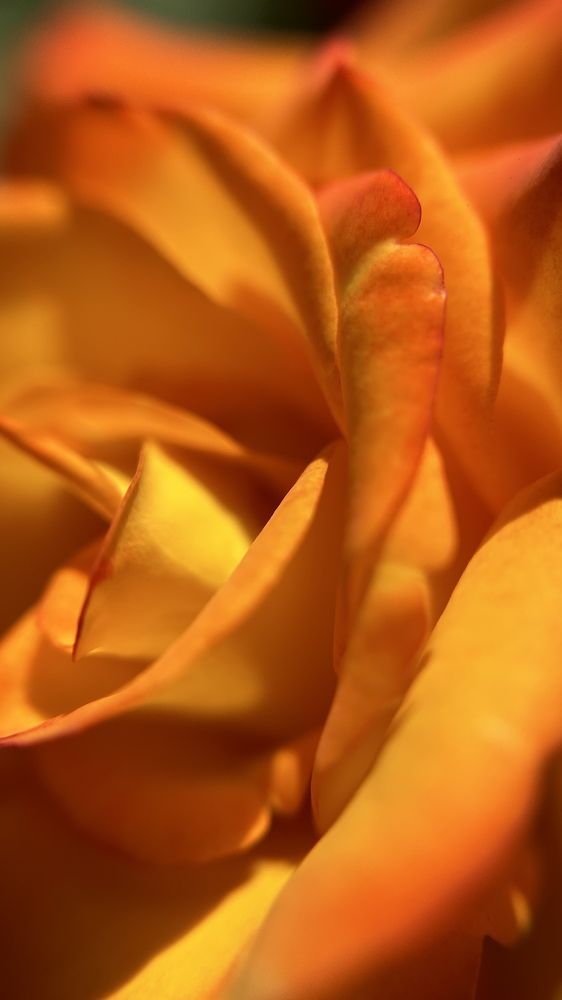 Photograph by Елена Гущина