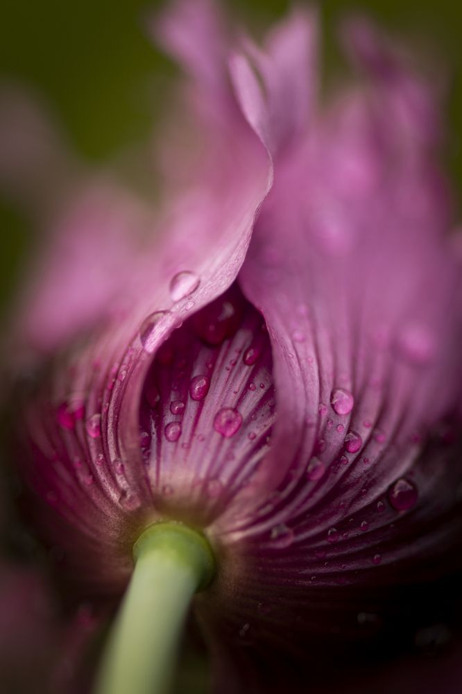 Photograph by Николай Галкин