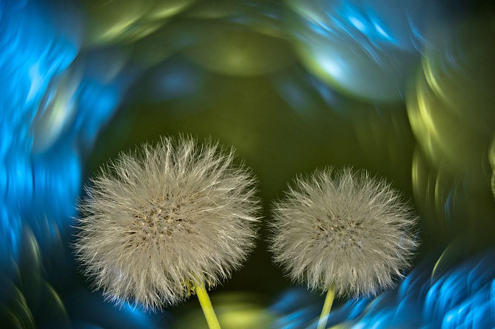 Photograph by Anirban Dutta