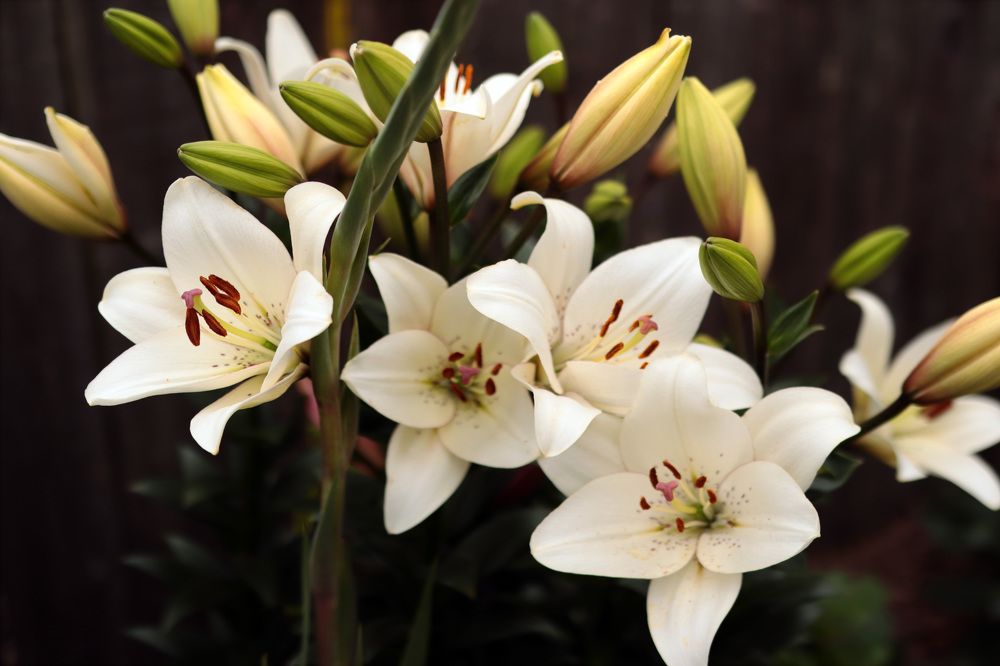 Белые лилии. Букет