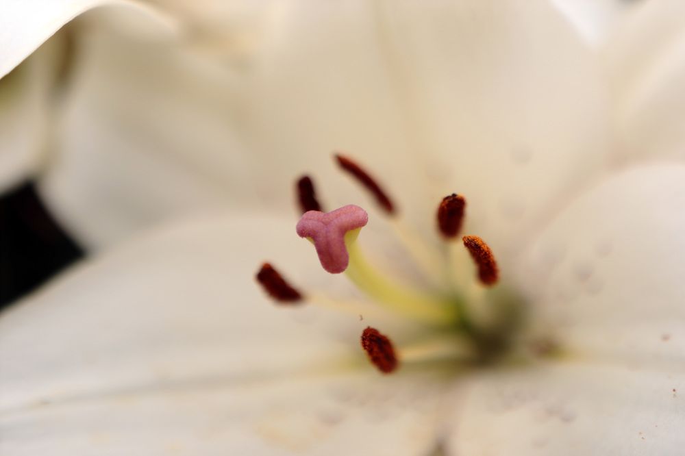 Белая лилия