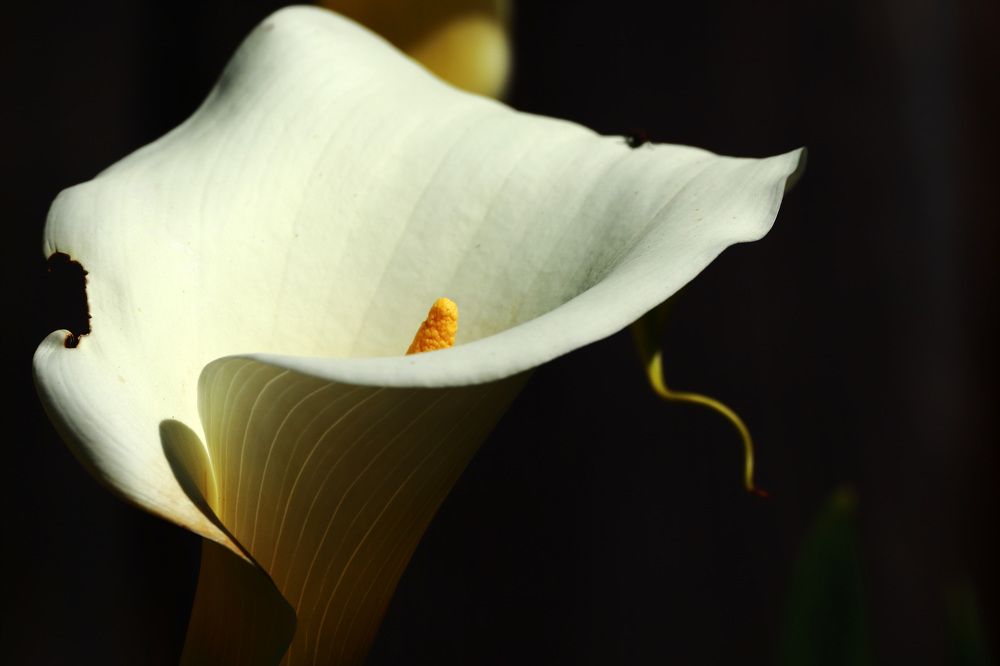 Калла. Белая лилия