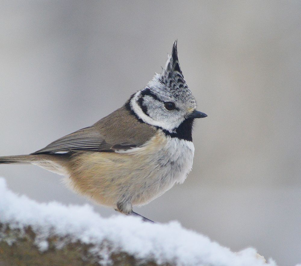 После ночного снегопада.