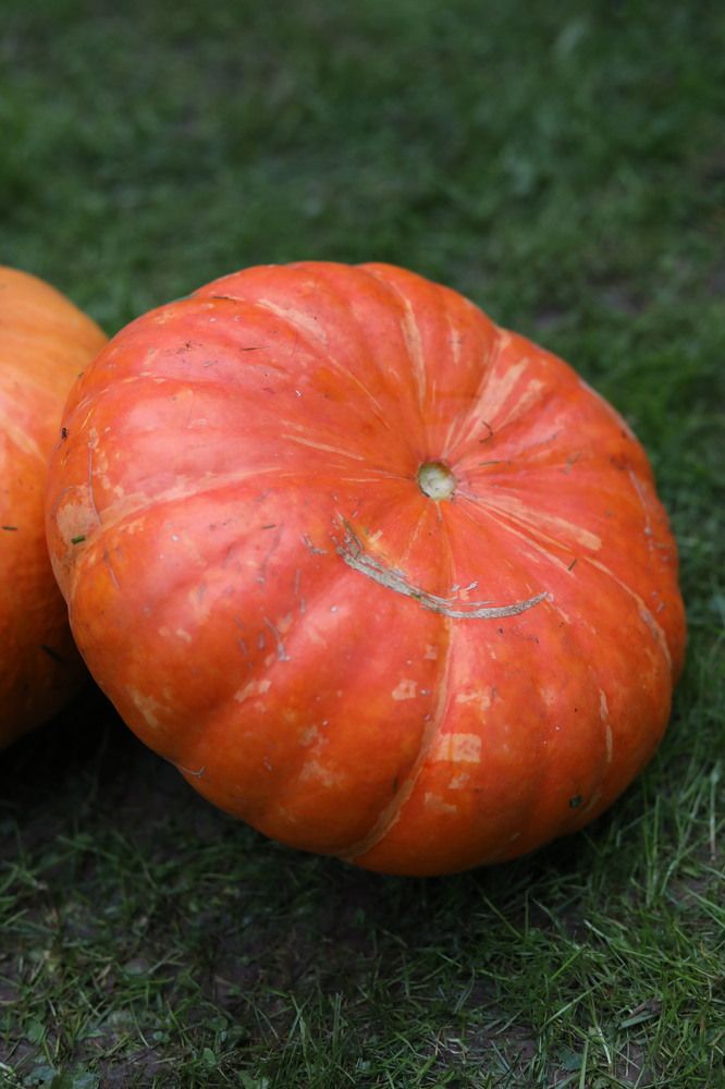 Photograph by Татьяна Скворцова