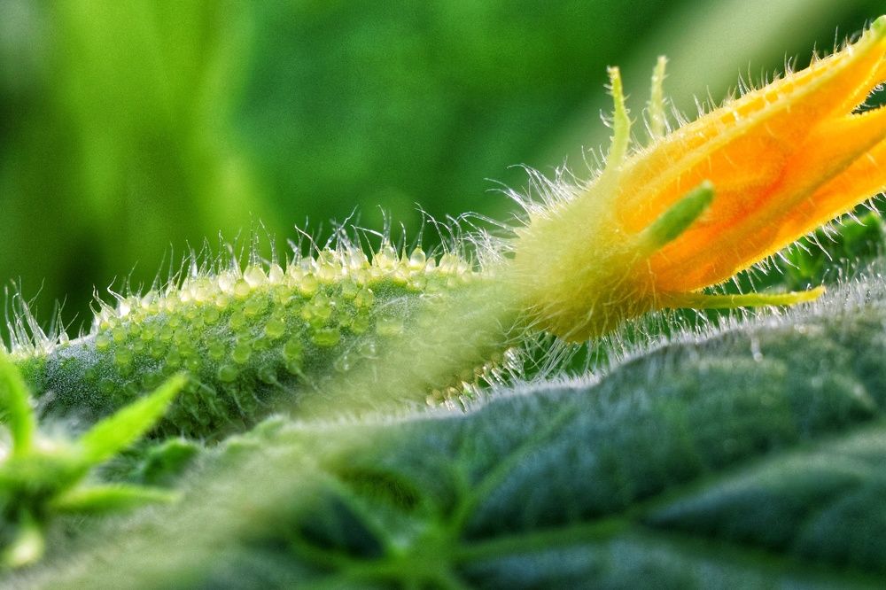 Photograph by Ирина Лучинская