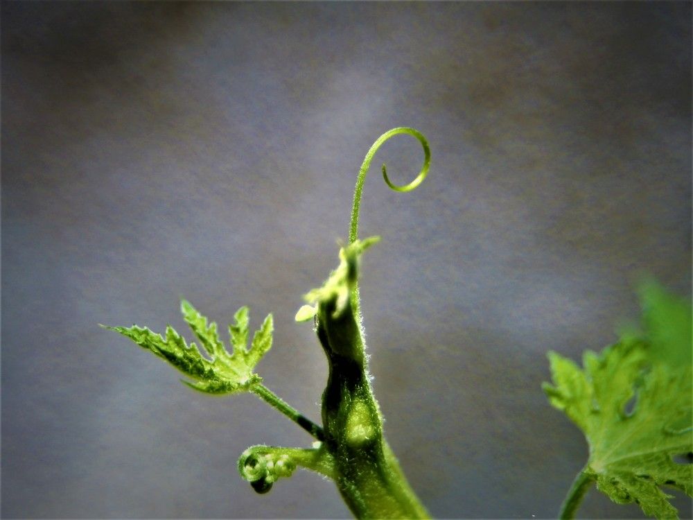 Фотография автора Nadarajan Lakshmanswamy