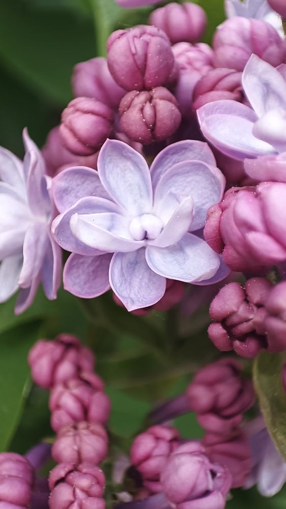 Сиреневая многослойность