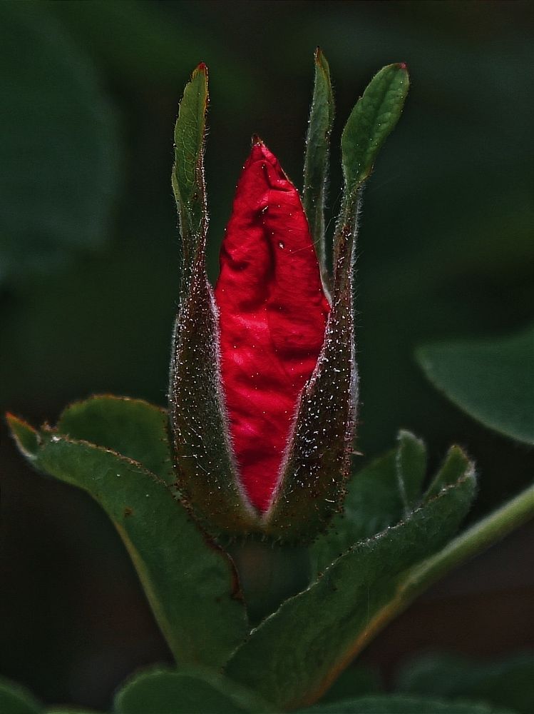 Красный бархат