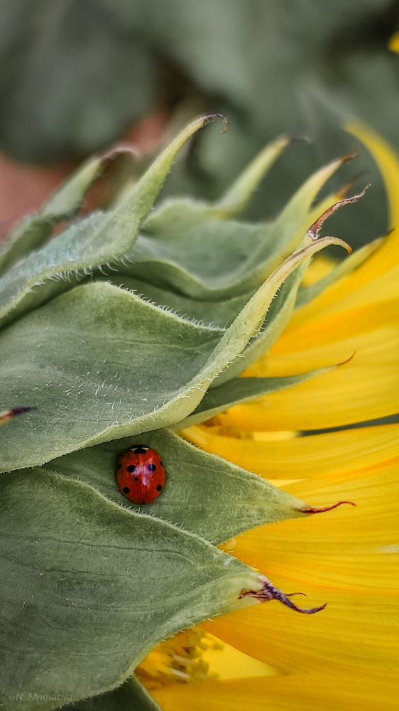 Фотография автора Анастасия Мамаева